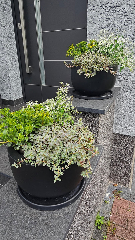 Herbstliche Kübelbepflanzung für Hauseingänge und Terrassen