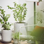 Der Bottich - Pflanzentopf - Amei