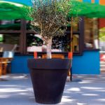 Der mit dem Rand Amei