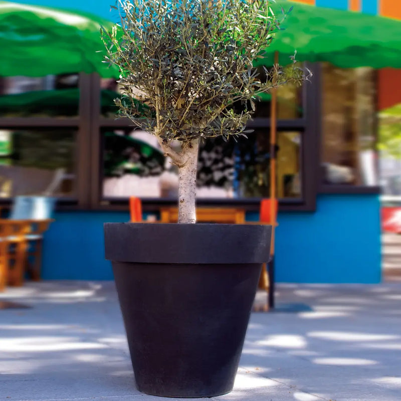 Der mit dem Rand Amei