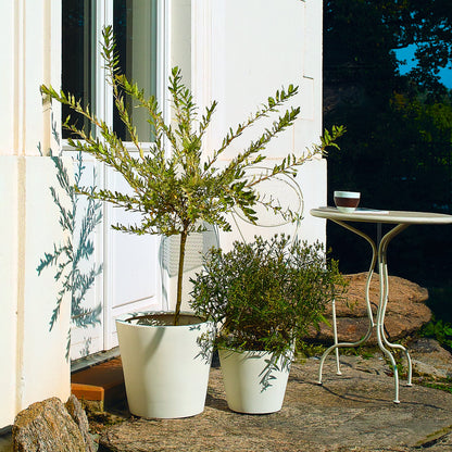 Weißer Blumentopf, ideal für die Aufstellung auf Terrassen oder neben Eingangstüren. Dieser einfache, aber elegante Blumentopf ist perfekt für die Bepflanzung mit Sträuchern oder größeren Pflanzen. Durch seine schlichte weiße Farbe lässt er sich leicht mit verschiedenen Außendekorationen kombinieren und bringt die Farben der Pflanzen besonders zur Geltung. Ideal für jede Außengestaltung.